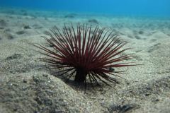 anemone-klein